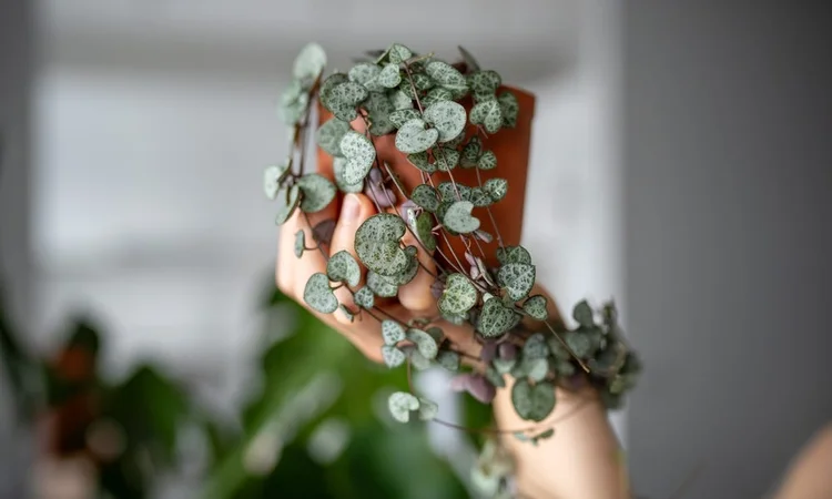 Someone holding up a terracotta potted string of hearts (Ceropegia woodii) plant