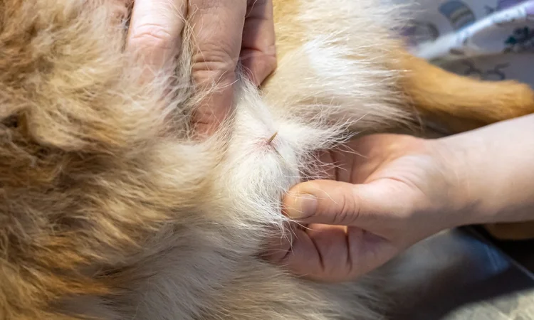 A close up of a grass seed embedded in a dog's skin while the owner tries to remove it. 