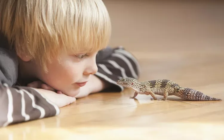 Caucasian boy looking at lizard