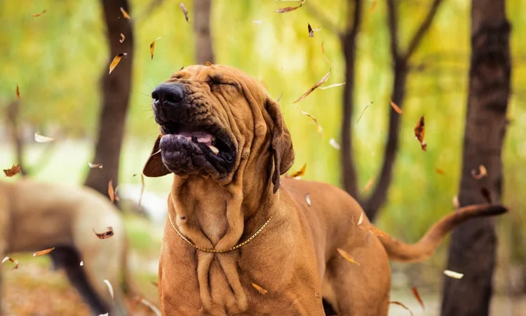 A hound dog caught mid-sneeze while out walking in autumn leaves