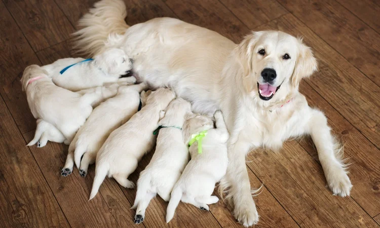 A proud white golden retriever mother nursing her six puppies
