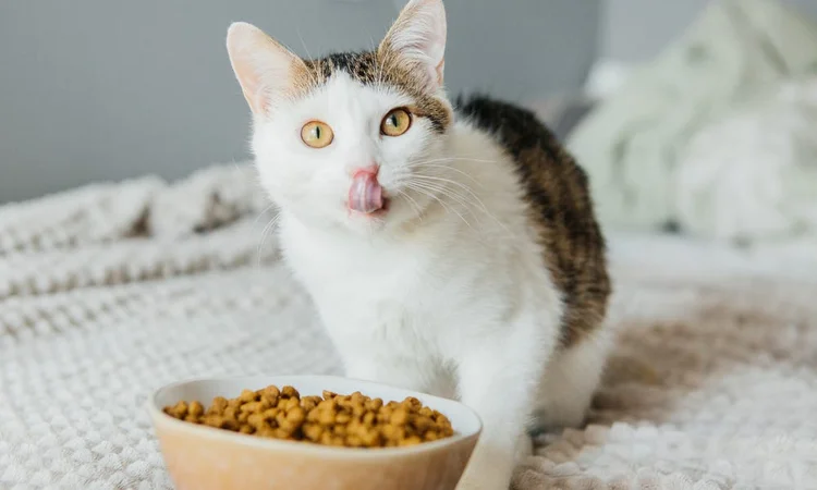 Cat eating kibble cat food