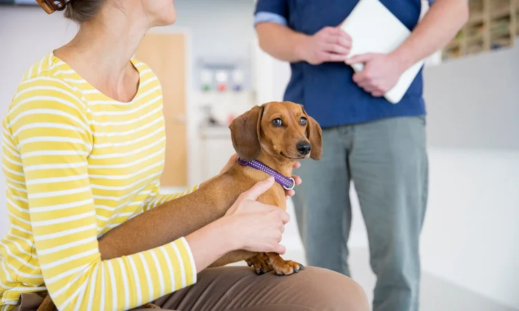 A minature dacshund sitting on their owners lap while waiting for the vet to come out with their clipboard