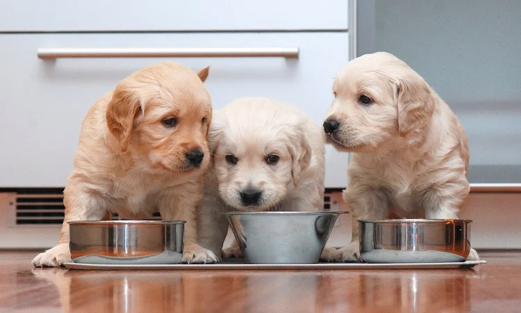 Three golden retriever puppies sitting behind stainless steel dog bowls waiting for their dinner. 