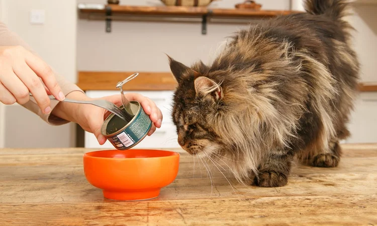 A brown maine choon cat sniffing an orange bowl while their owner dishes up their wet cat food with a fork.