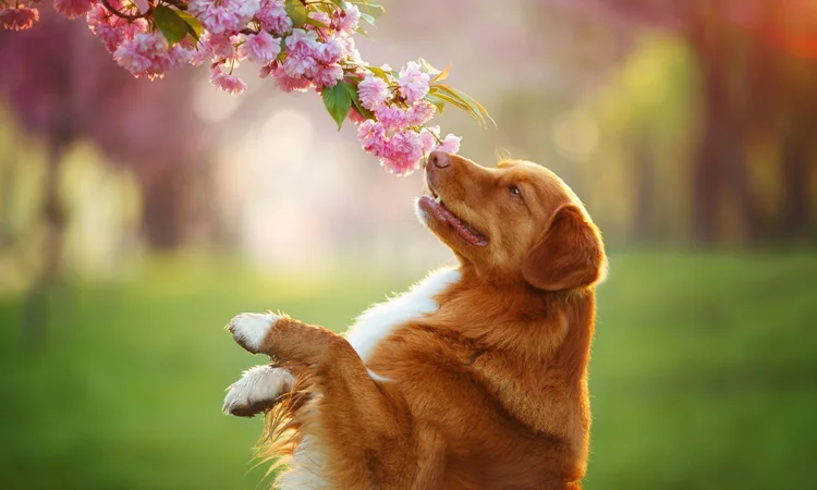 A red Novascotia Duck Tolling Retriever standing on their hind legs to get a good sniff of the pink blossoms on a tree