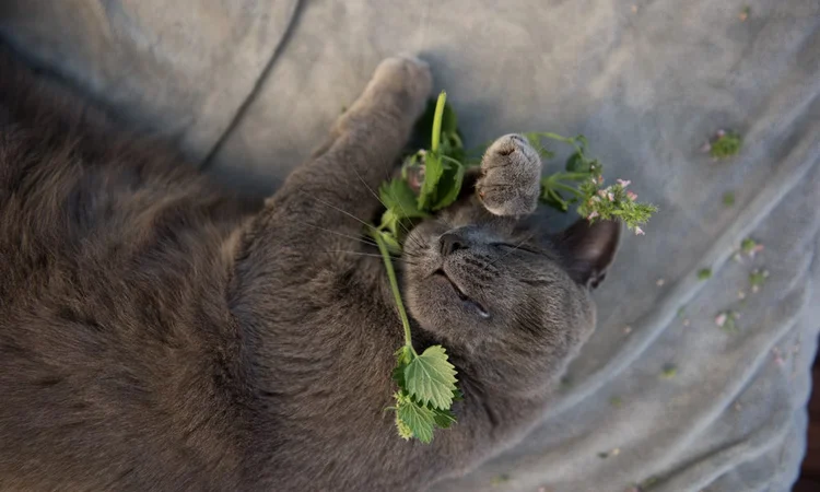 A grey cat lying down holding a green plant