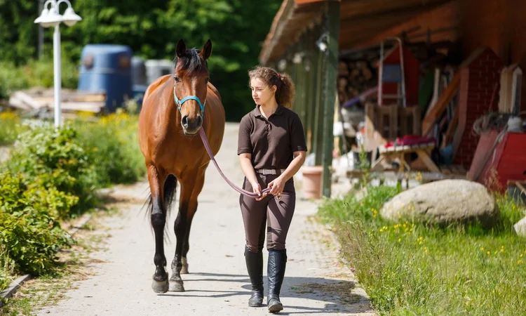 A female stable hand bridle walking a young bay horse out of the stables down a concrete path. 