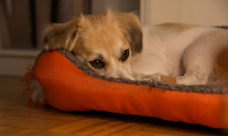 An anxious small white and tan dog hunkered down in a red dog bed .