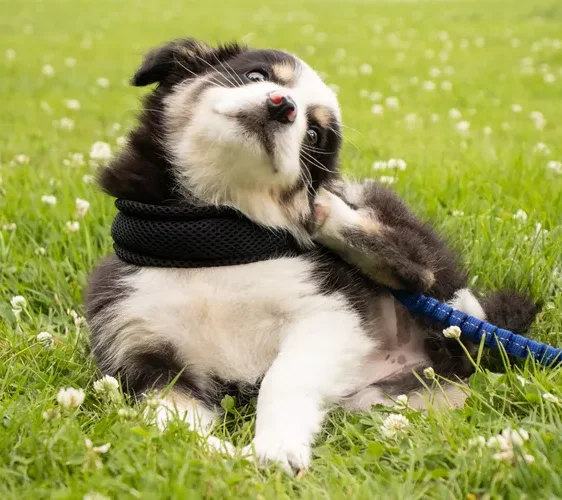 Black and white puppy scratching itch in middle of grass field with small white flowers