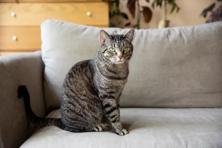 Black and brown striped cat sitting on a gray couch