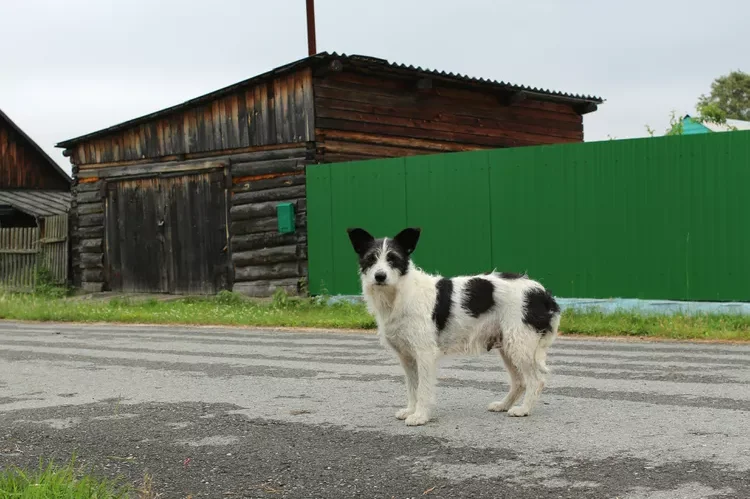 A dog standing in a road