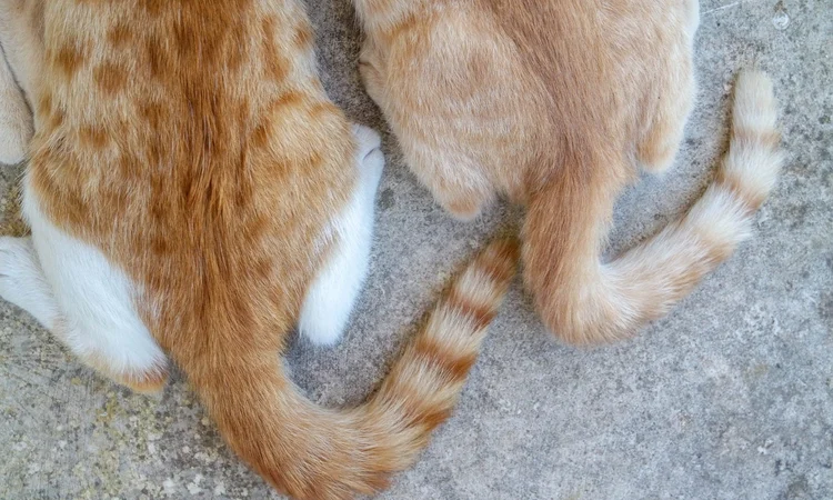 A close up of two cat's tails: one ginger and white, and one ginger tabby cat.