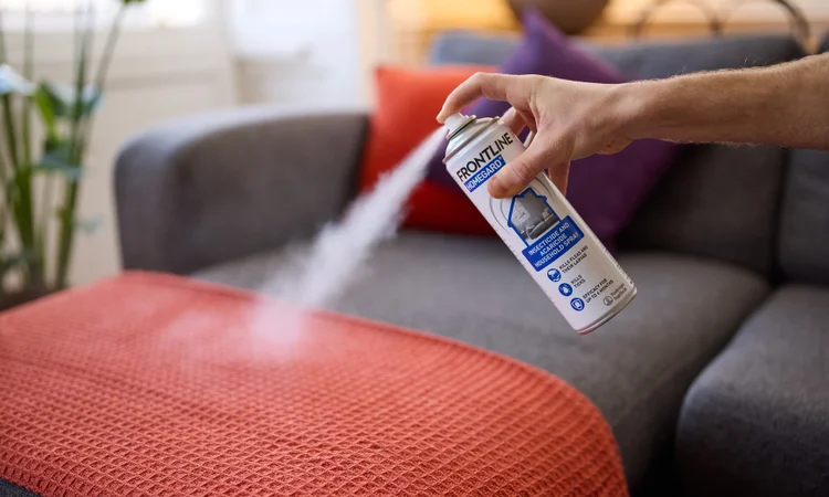 Someone using Frotnline Homegard household flea spray to treat their grey sofa and red blankets