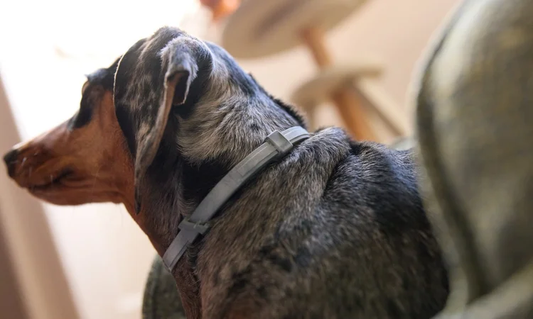 A black and tan Dachshund in their bed wearing a Seresto Flea & Tick collar