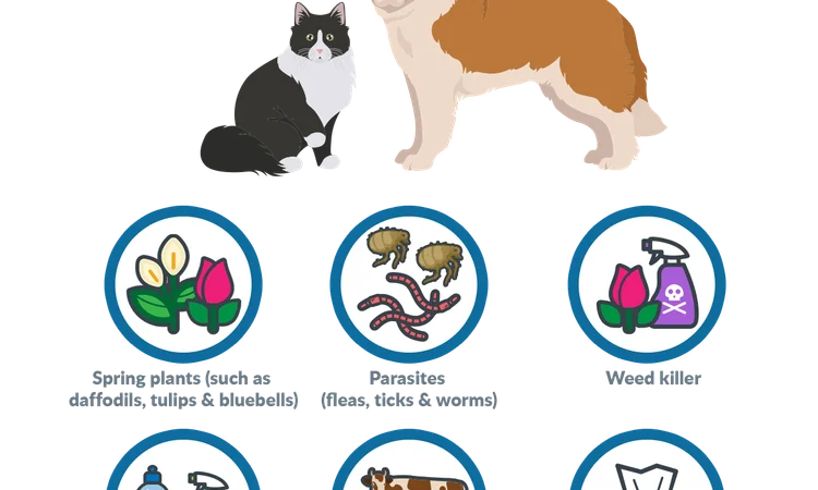 Spring Dangers for Pets infographic