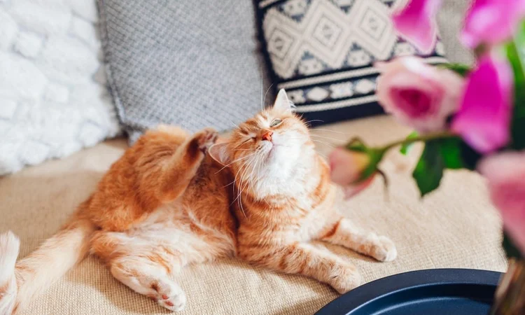 Long-hair ginger cat scratching itself on a sofa
