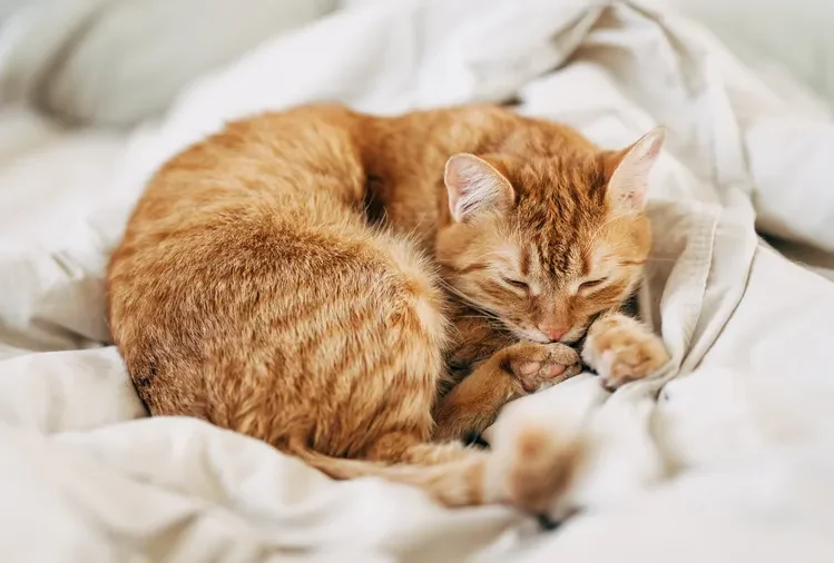 A cat sleeping curled up on a soft blanket
