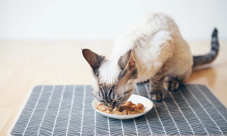 A cream and grey get eating wet food off a white saucer on the floor