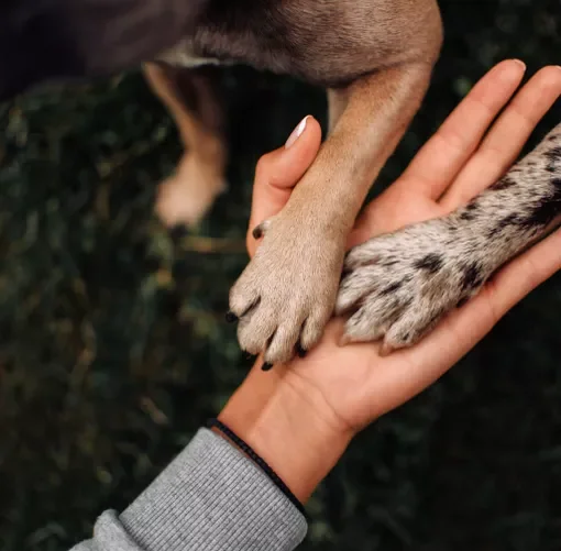 paws on human hand