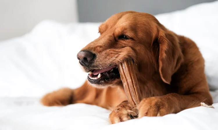 A red golden retreiver chesing on a long-lasting dog chew on a white bedspread