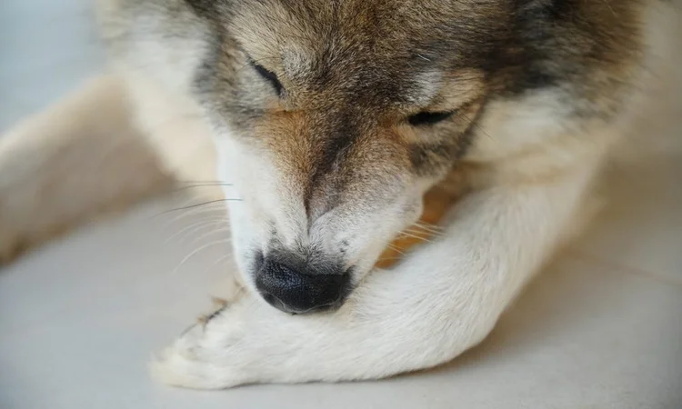 A Malamute lying on the kitchen floor chewing their front paw