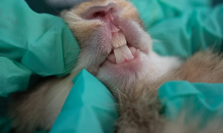 A close up of a pet rabbit having their teeth examined by a veterinarian aring vinyl gloves.
