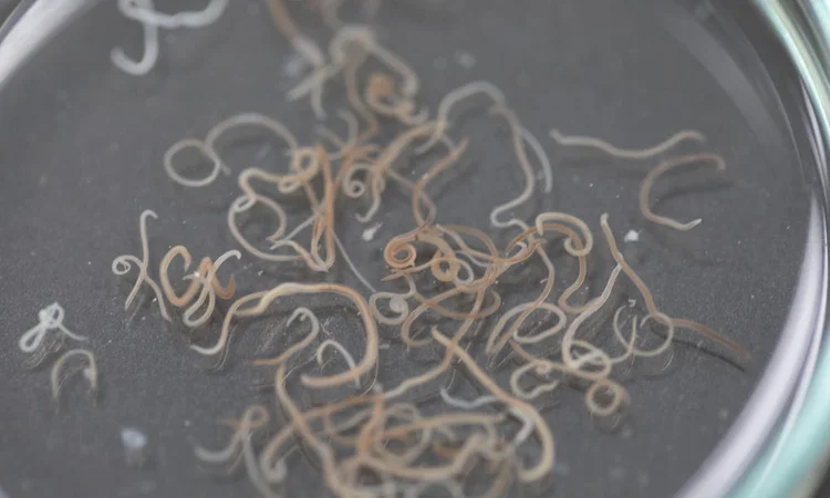 A close up photograph of roundworms in a petri dish
