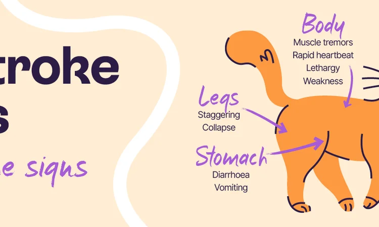 A detailed and illustrative infographic outlining the key signs of heatstroke in cats.