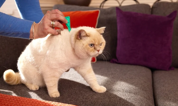 A cream and white cat being treated with a green pipette of Frotnline while on the sofa with their owner