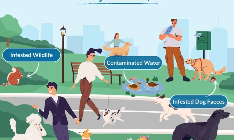 A cartoon infographic depicting the most common places pets pick up roundoworms. 