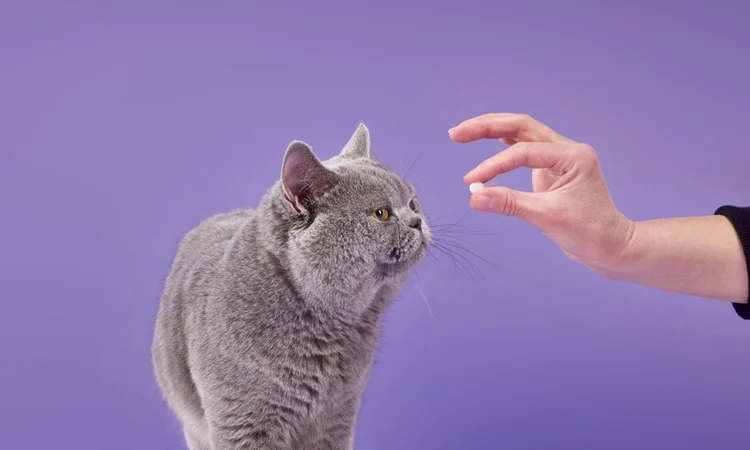 A grey British Short-hair cat being offered a flea tablet for cats against a purple background