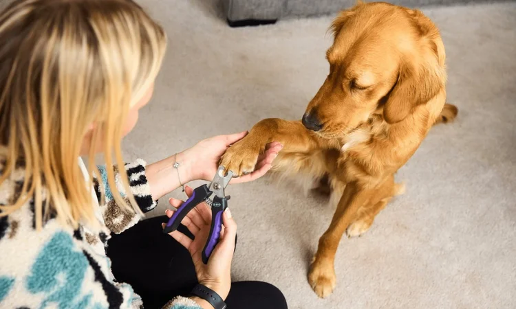 A golden retriever giving their female owner their paw to get their nails clipped