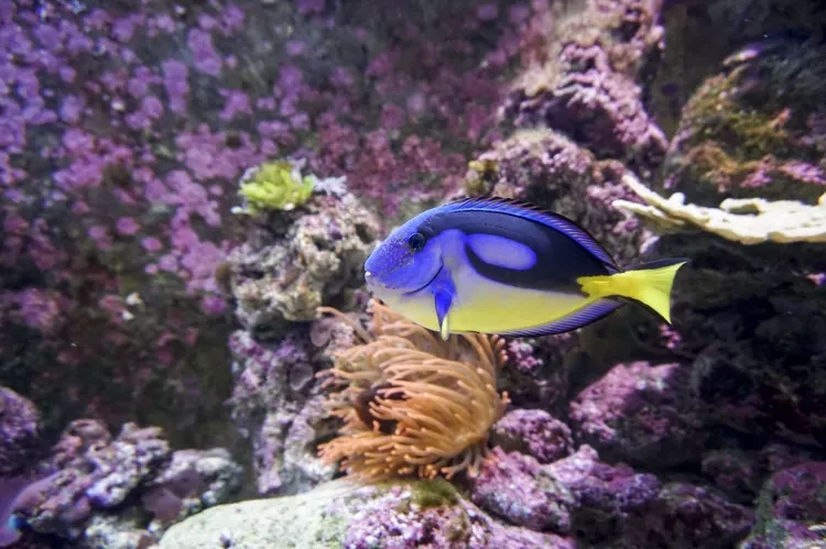 Yellow Belly Blue Tang