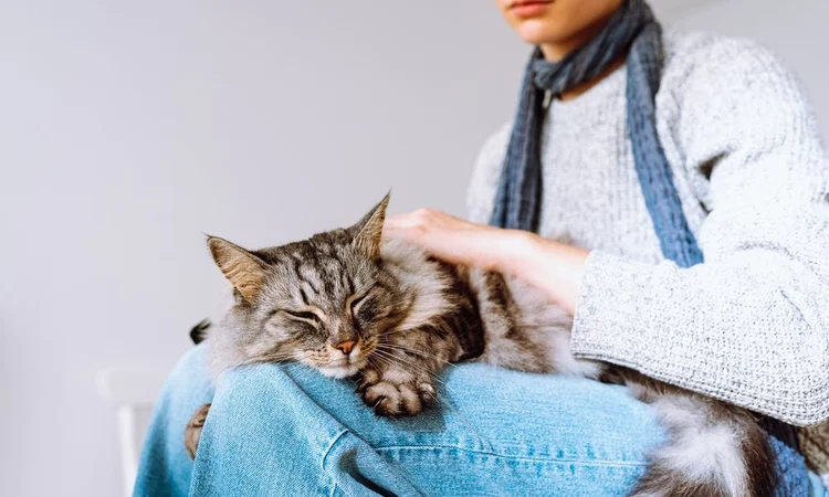 Cat snoozing on a cat sitters lap