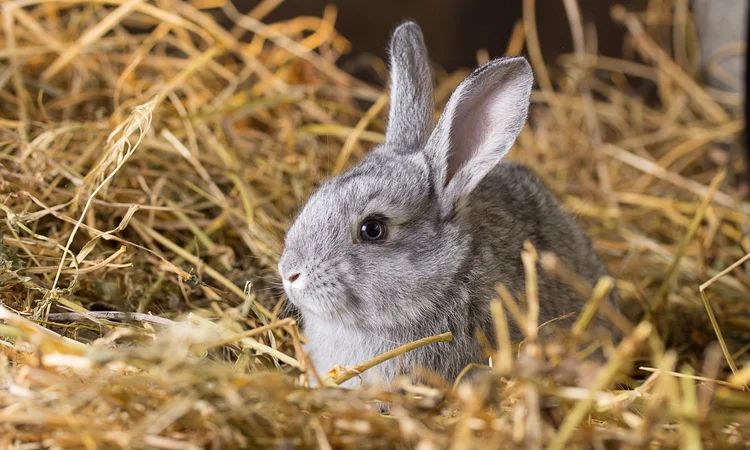 A nervous grey dwar rabbit huddled down in bedding hay. 