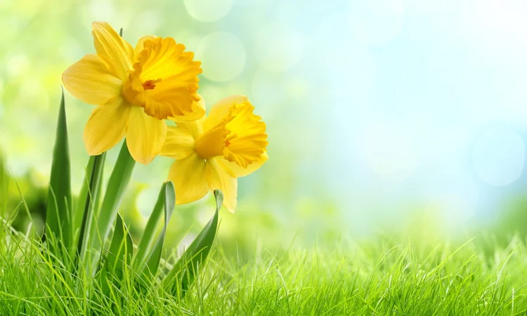 A close up shot of daffodils growing in a field bathed in a sunbeam