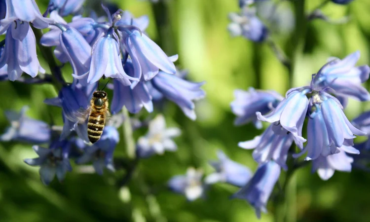 Close up photograph of a bluebells growing in the wild be pollinated by a single bee