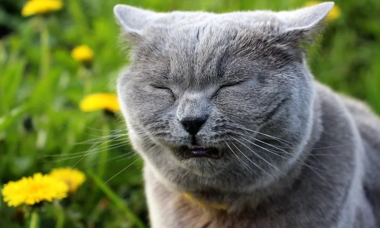 grey Scottish fold cat sneezing near flowers