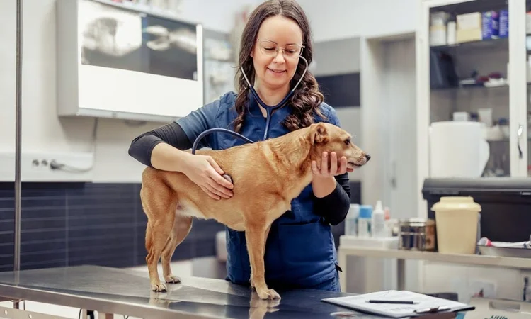 A female vet in navy scrubs examining a dog's heart with a stethoscope