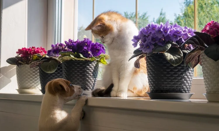 White and ginger kitten sitting on the windowsill between four African Violet plants while a Jack Russell Terrier puppy tries to climb up too.