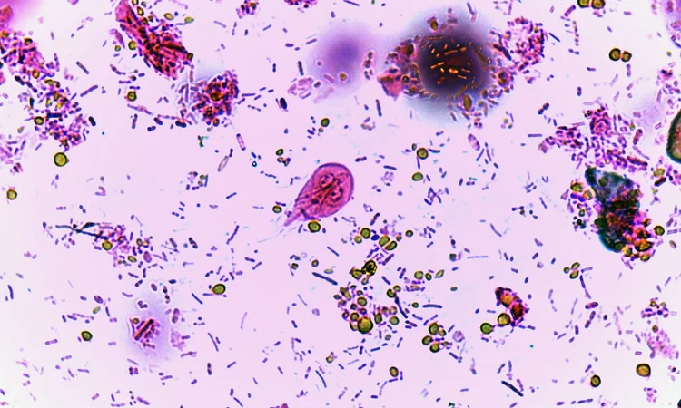 A close up image of Giardian Protazoan under a microscope