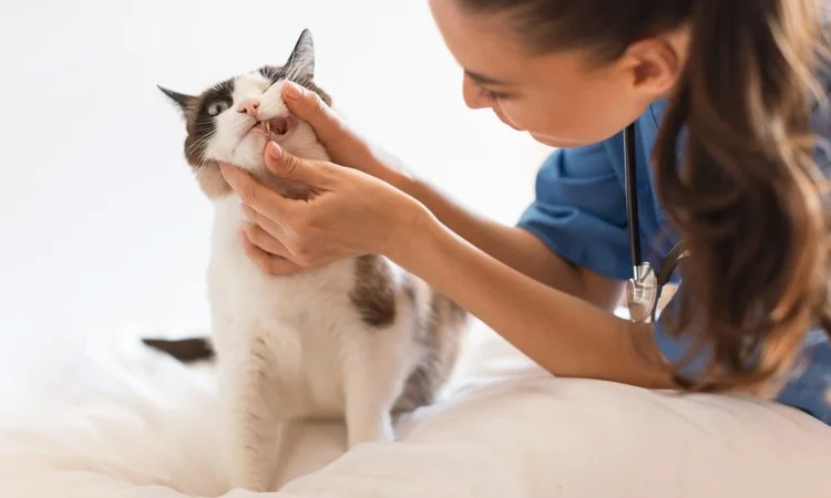 A female vet giving a short-haired white and grey cata a dental assessment