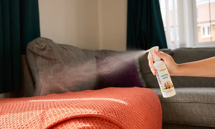 Owner spraying  red dog blanket on the sofa with the Pet Rememedy Natural Calming Spray