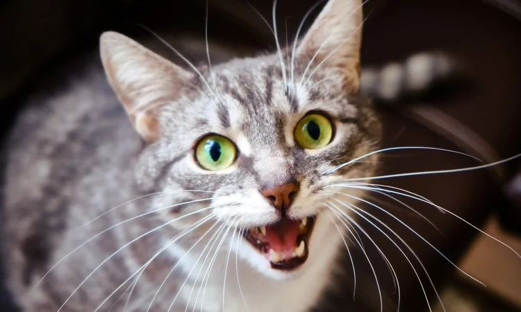 A grey and white tabby cat looking directly at the camera and meowing to get human attention. 
