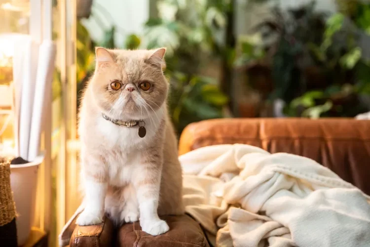 Tan and white domestic cat sitting on armrest of couch