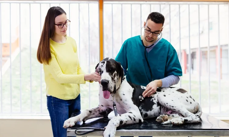 A female owner in a yellow jumper comforting her white and black spottd great dane while they are examined by a male vet