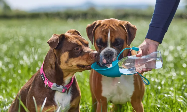 A Boxer and Staffie-cross drinking from a dog water bottle while on a walk | how do you get a dog to drink more water