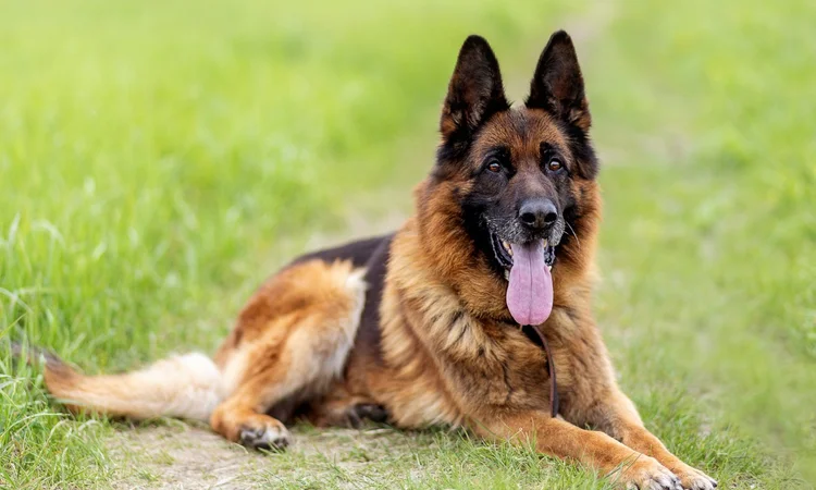 A German Shepherd lying down in a grassy field and looking at the camera.