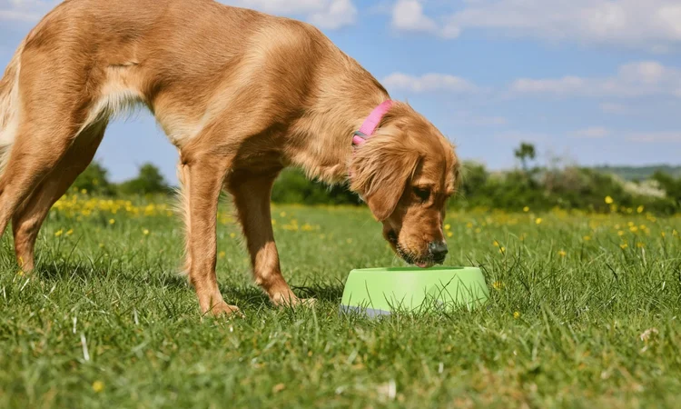 how to get dog to drink more water | A golden retriever drinking from a portable dog bowl while walking in a field